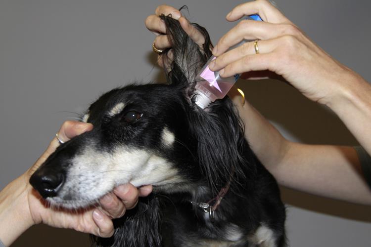 Pharmacie de Viry - Comment nettoyer les oreilles de son animal ?